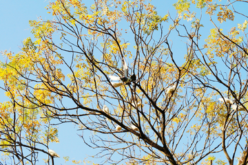 黄檗树上的鸽子素材