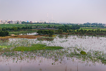 麻涌华阳湖