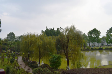 柳树池塘风景