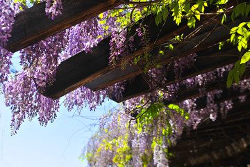 紫藤木廊架