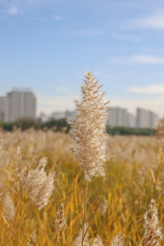 城中草原芦苇花开