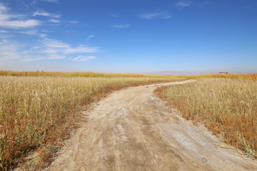 乡间土路金秋美景芦苇海