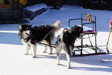 雪撬犬