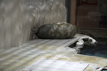 海狮睡觉