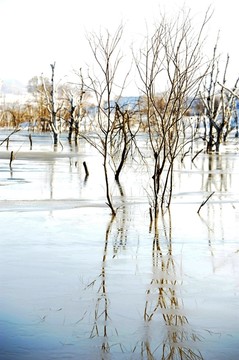 冰河小树林