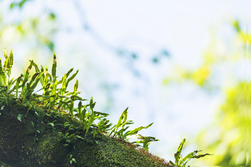 瓦韦植物特写