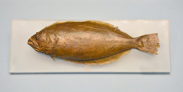 褐牙鲆鱼