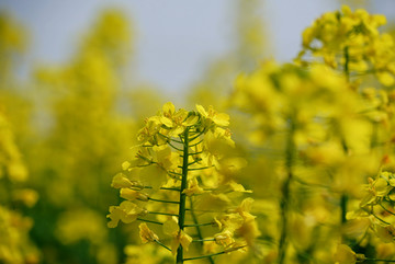 油菜花