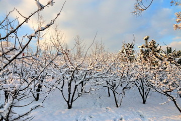 雪景