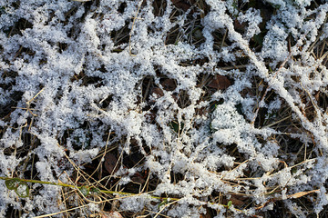 雪花