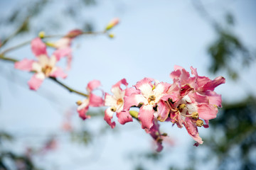 木棉花