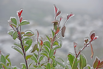 冬雪