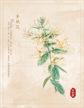 金銀花