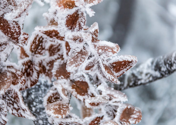 雪裹树叶