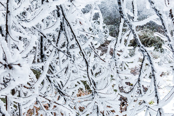 树枝上的雪