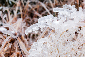 雪裹枝条