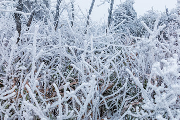 雪挂枝头