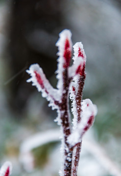 雪裹枝头