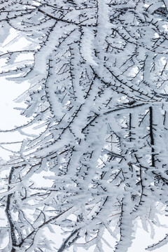积雪树枝
