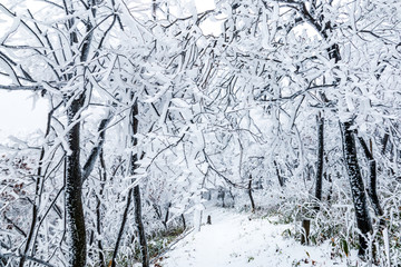 树林雪景