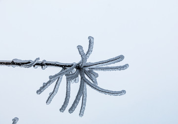 大雪枝条