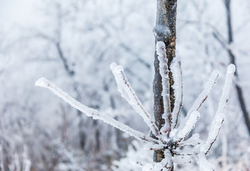 雪裹树枝