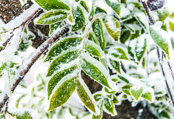 树叶上的雪