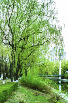 公园绿树