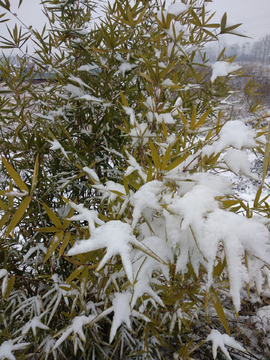 竹子雪景