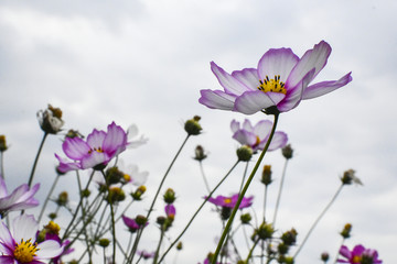 格桑花