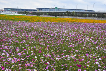 格桑花