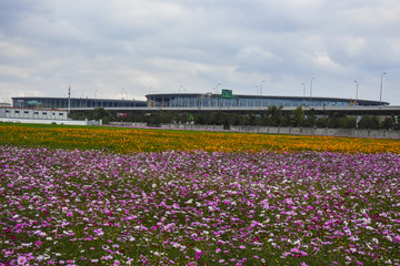 格桑花