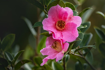 云南山茶花