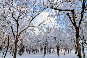 雪景