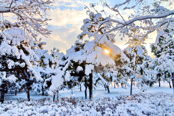 雪景