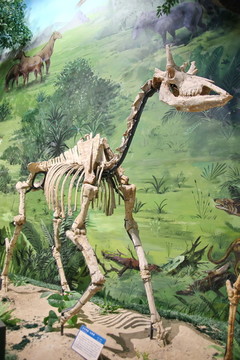 山西兽古长颈鹿化石
