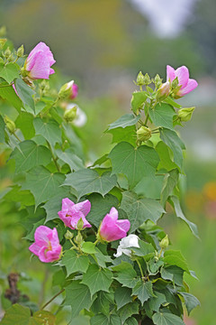 芙蓉花