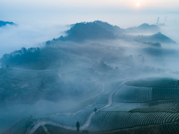 茶园风光