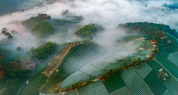 云雾茶山