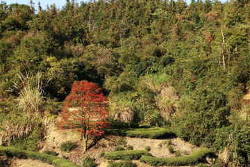 长龙风景