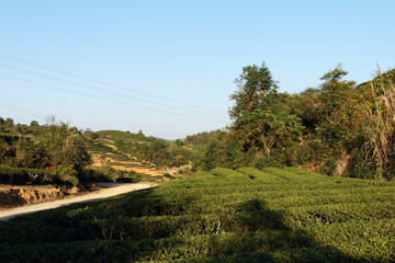 长龙茶园