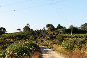 长龙茶园