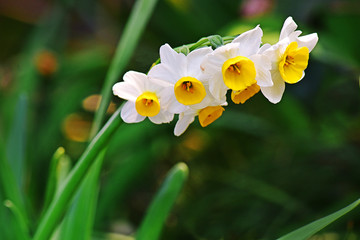 水仙花