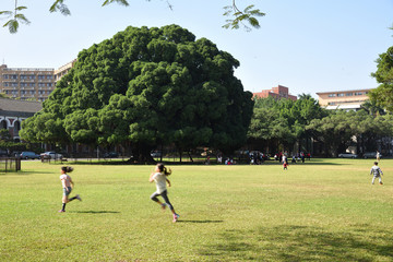 成功大学大榕树