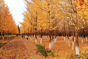 银杏树