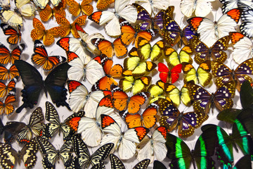 五彩蝴蝶标本