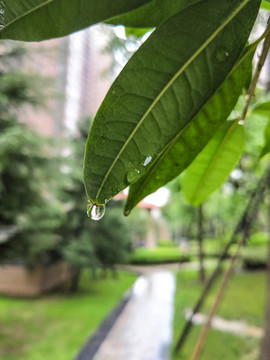 雨水树叶