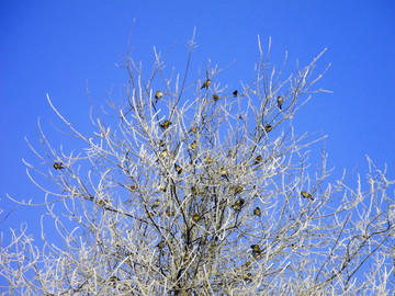 聚在寒枝上的麻雀