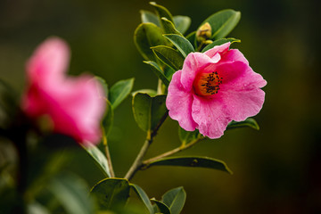 山茶花