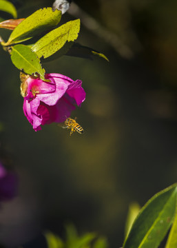 山茶花